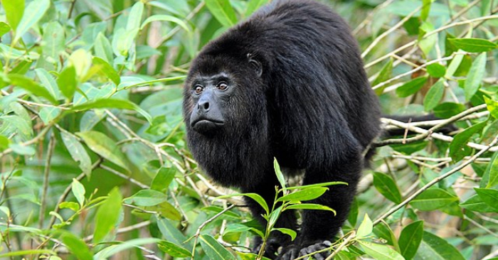 El mono aullador o saraguates (Alouatta pigra) es una especie en peligro de extinción. Foto de Wikimedia.
