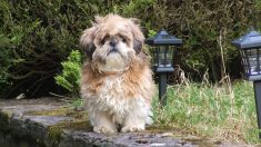 Queda devastada con la desaparición de su perrito. 9 años después, recibe un mensaje de Facebook