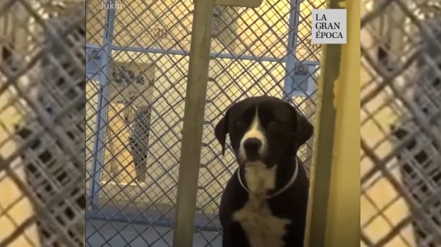 Video: Perrito de refugio sabe que va a ser adoptado y su reacción es la mejor del mundo