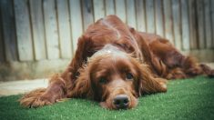 Perrito se apoya en el ataúd de su amado dueño y le da una despedida que tiene a todos conmovidos