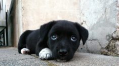 Perrito tirado en una bolsa llora de dolor cuando lo rescatan. 6 semanas después está irreconocible