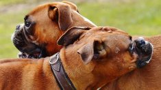 Dos perros enfrentan a ladrones que disparan intentando robar a su dueño en Argentina
