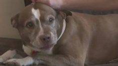 Un perro héroe huyó de su casa para buscar a la policía por una fuga de gas y así salvó a su familia