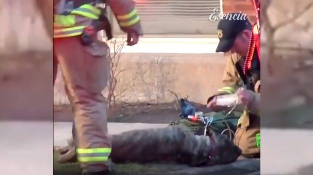 Bomberos rescatan a perro de una casa en llamas y lo asisten increíblemente hasta revivirlo