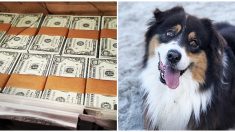 Le ofrece a una hombre sin hogar USD 50.000 por su perro, pero nadie esperaba esta respuesta