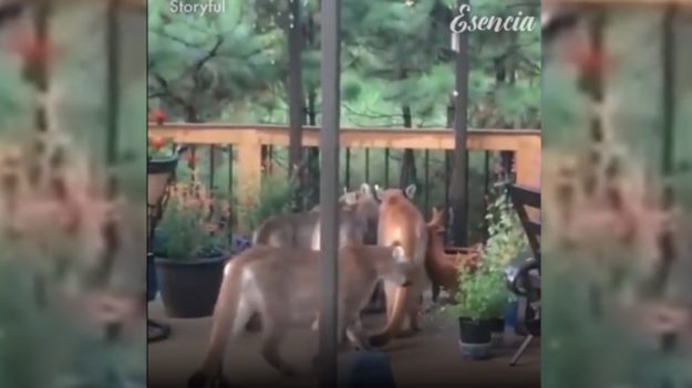 Hombre filma a un grupo de pumas pasando el rato en su terraza, ¡un momento muy inquietante!