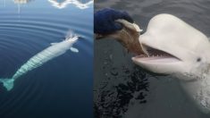 Esta honesta ballena beluga le devuelve a una mujer el teléfono móvil que perdió en el mar