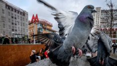 “Multan” a una paloma por volar a exceso de velocidad en zona residencial