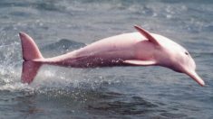 Video: Navegantes divisan a un maravilloso delfín rosado junto a su cría