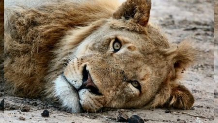 Propietario de criadero de leones sin piel por la sarna enfrenta cargos por crueldad animal