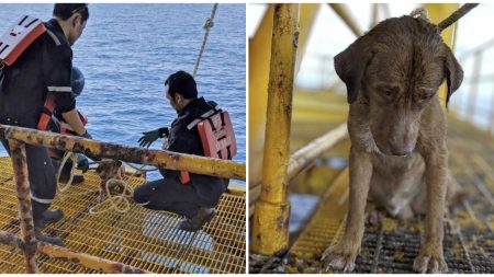 Rescatan a un cansado perrito nadando a 220 km de la costa, pero cómo llegó allí aún es un misterio