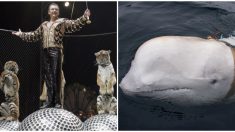 Mientras prohíben los circos en Rusia, misteriosa y entrenada beluga rusa aparece en Noruega