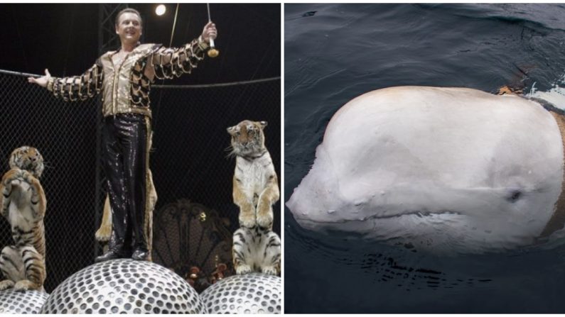 Un espectáculo de circo con tigres en Rusia en una foto de archivo. (Tatyana Makeyeva / AFP / Getty Images | 
 Jorgen Ree Wiig / Dirección de Pesca de Noruega. /Servicio de Vigilancia del Mar)