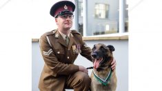 Dos perros que sirvieron para el ejército se salvan de la eutanasia justo a tiempo