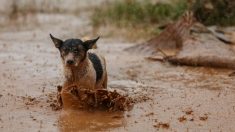 Un perro salvó a una gallina de morir ahogada en inundaciones de provincia argentina