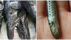 Pescadores capturan a un pez parecido a un alienígena, pero no tienen la menor idea de lo que es