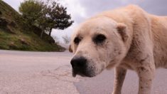 Perrito callejero que vagaba con absceso gigante y mortal en la cara es salvado justo a tiempo