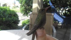 Agradecido colibrí regresa cada año a visitar al expolicía del equipo SWAT que le salvó la vida