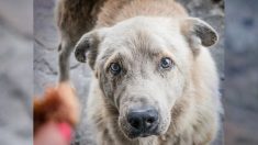 Perrita callejera con la cabeza atascada en una llanta es salvada tras un dramático rescate