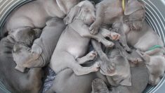 7 veterinarios ayudan a perra gran danés a dar a luz 19 cachorros: «¡Todos viven y están sanos!»
