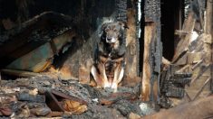 Perro despierta a sus dueños y los salva de un incendio devastador que quemó la casa por completo