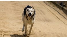 Cactus: el perrito que corrió 240 km en la maratón más dura del Sahara y no se rindió hasta la meta