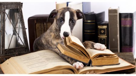 Perro callejero roba de una tienda libro titulado «Días de abandono» y el video viral cambia su vida