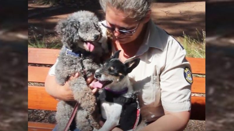 Brigitte, oficial de la RSPCA, con Lolly y Sugar, los dos perros ciegos callejeros que adoptó. (YouTube Screenshot | RSPCA South Australia)