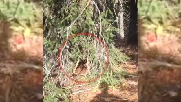 Cazadores bajan las armas y rescatan a un indefenso ciervo atrapado entre dos árboles