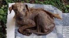 Perro abandonado que era todo piel y huesos es salvado por una mujer que lo deja irreconocible