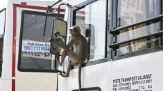 Mono en India asalta una cabina de peaje y se roba un fajo de billetes de la caja