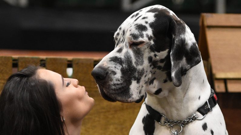 Propietaria besa a su gran danés en el primer día de la exposición canina de Crufts en el National Exhibition Centre en Birmingham, Inglaterra central, el 8 de marzo de 2018. (OLI SCARFF / AFP / Getty Images)