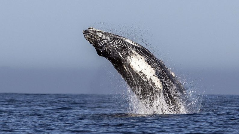 Imagen de archivo de una ballena. (FERNANDO CASTILLO/AFP/Getty Images).
