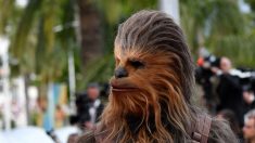 Muere Peter Mayhew legendario intérprete de Chewbacca en «Star Wars»