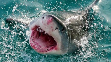 Gran tiburón blanco salta hacia un barco de pesca y hace que un niño salga corriendo del susto (video)