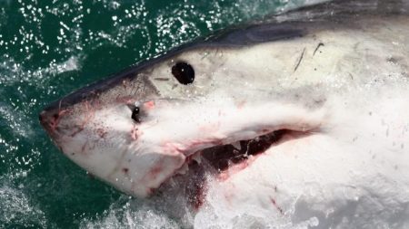 “Delirante” video de un gran tiburón blanco nadando cerca de un barco