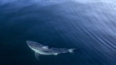 Rastrean enorme tiburón blanco que viaja por meses desde Canadá para dar a luz