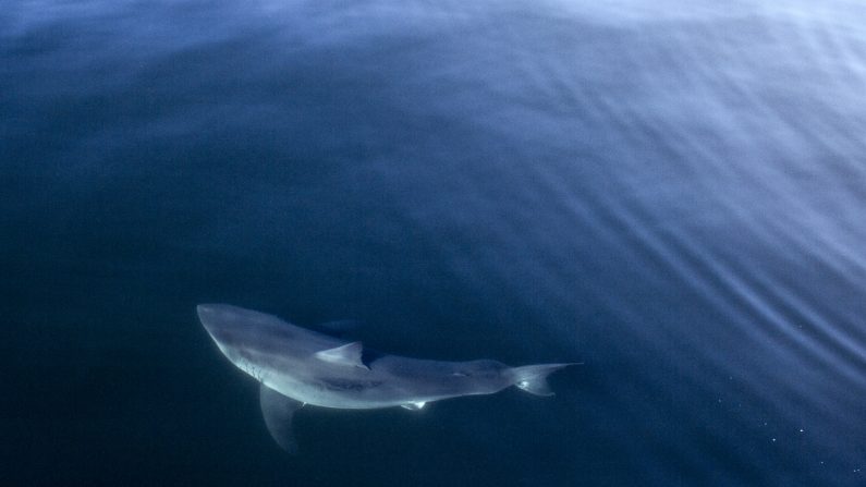 Un tiburón blanco llamado Costa es etiquetado y rastreado por OCEARCH. (Créditos: Nichole Ting/OCEARCH)