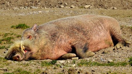 Jabalí escapó de su granja y tras embriagarse y hacer lío lo encontraron una semana después