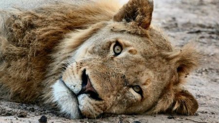 Dos leones atacan a un joven de 24 años en un zoológico y un hombre lo salva heroicamente