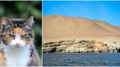 ¡Terrible!: Un hombre es detenido en Perú por lanzar a un gato al mar