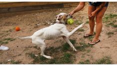 Perrito desnutrido estaba agonizando hasta que al fin sus vecinos deciden hacer algo al respecto