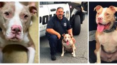 Pitbull rescatada de las calles se convierte en una gran oficial de la policía de Nueva York