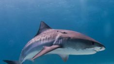 Hermanos capturan un tiburón tigre de 3,5 metros y cumplen con un sueño