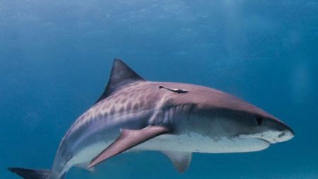 Hallazgo de un tiburón destripado y con los dientes removidos preocupa a comunidad de biólogos
