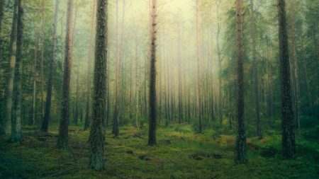 Cazador escucha ruidos en el bosque, piensa que es un coyote, pero lo que ve lo impacta