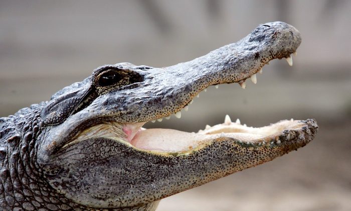 Un caimán es visto en el Gator Park en los Everglades de Florida, el 17 de mayo de 2006. (Joe Raedle/Getty Images)