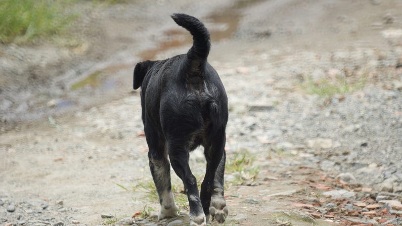 Imagen ilustrativa de un perro recorriendo un camino sin pavimentar. (Traphitho | Pixabay)