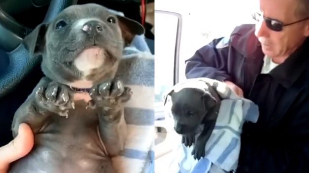 Policía salva a cachorro que estaba muriendo congelado y lo acurruca en su pecho para darle calor