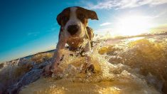 Perro parece estar perdido en el mar, pero mira lo que hace su amigo peludo para ayudarlo